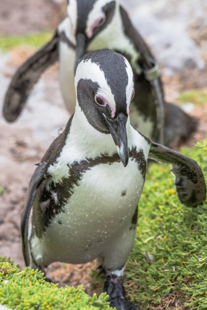 20styczeń_south africa_500_0724