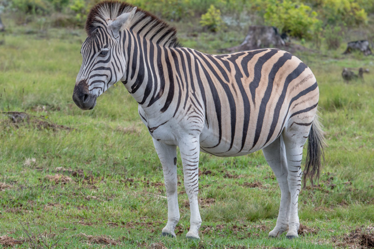 20styczeń_south africa_500_0958
