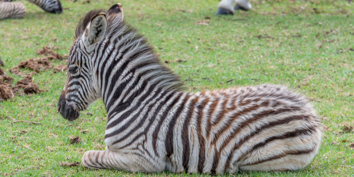 20styczeń_south africa_500_0962
