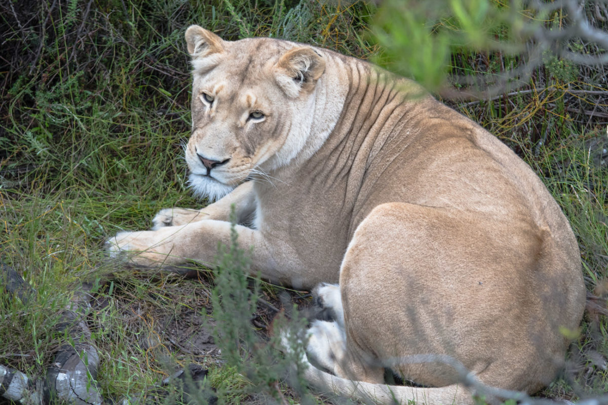 20styczeń_south africa_500_1043
