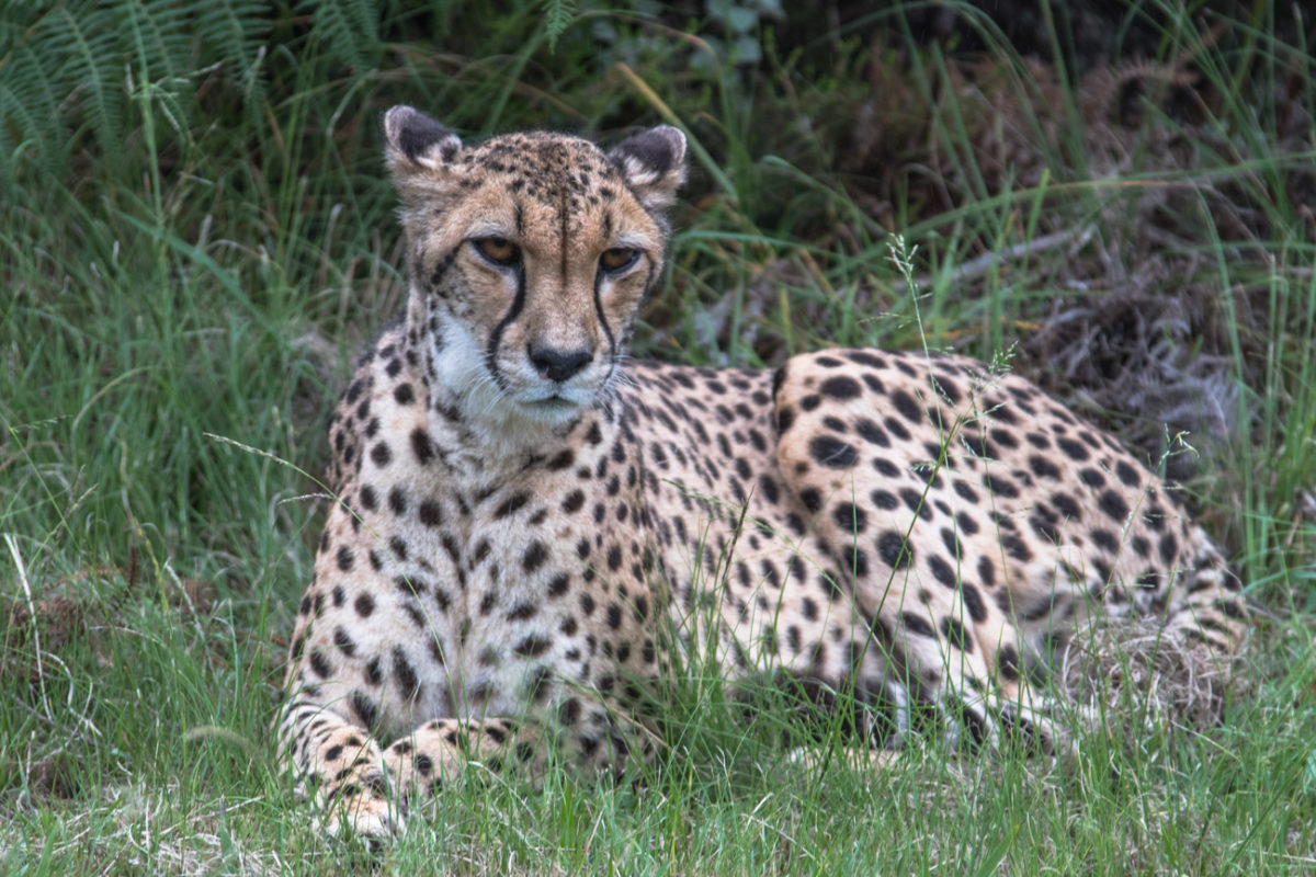 20styczeń_south africa_500_1121