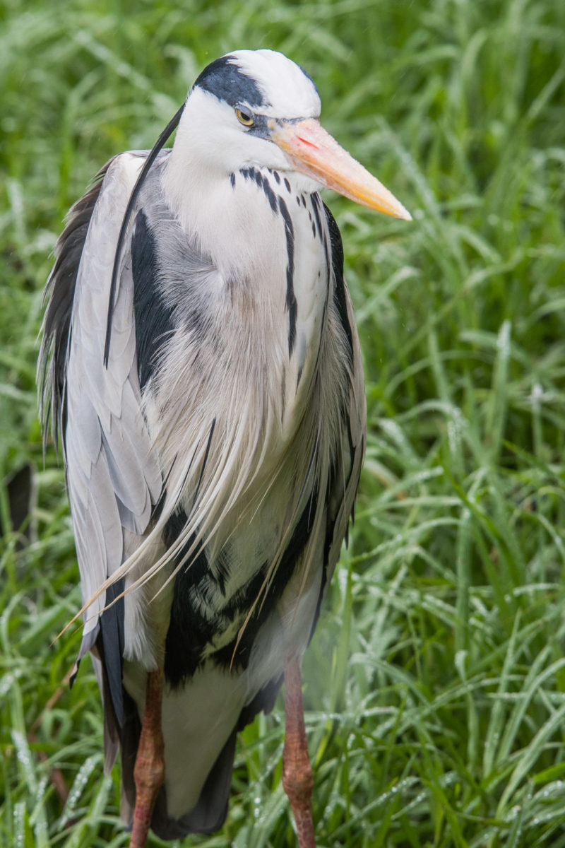 20styczeń_south africa_500_1165