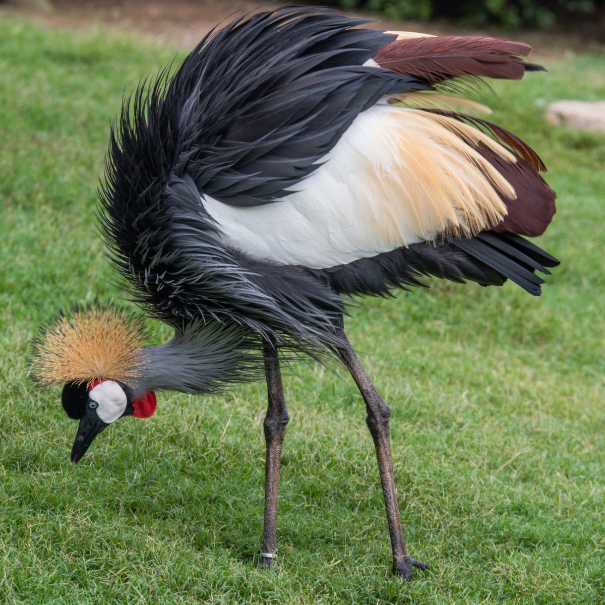 20styczeń_south africa_500_1258