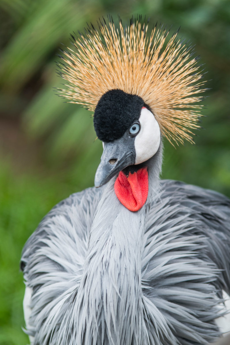 20styczeń_south africa_500_1270