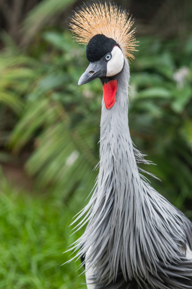 20styczeń_south africa_500_1280