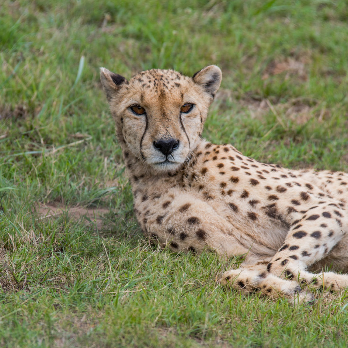 20styczeń_south africa_500_1369