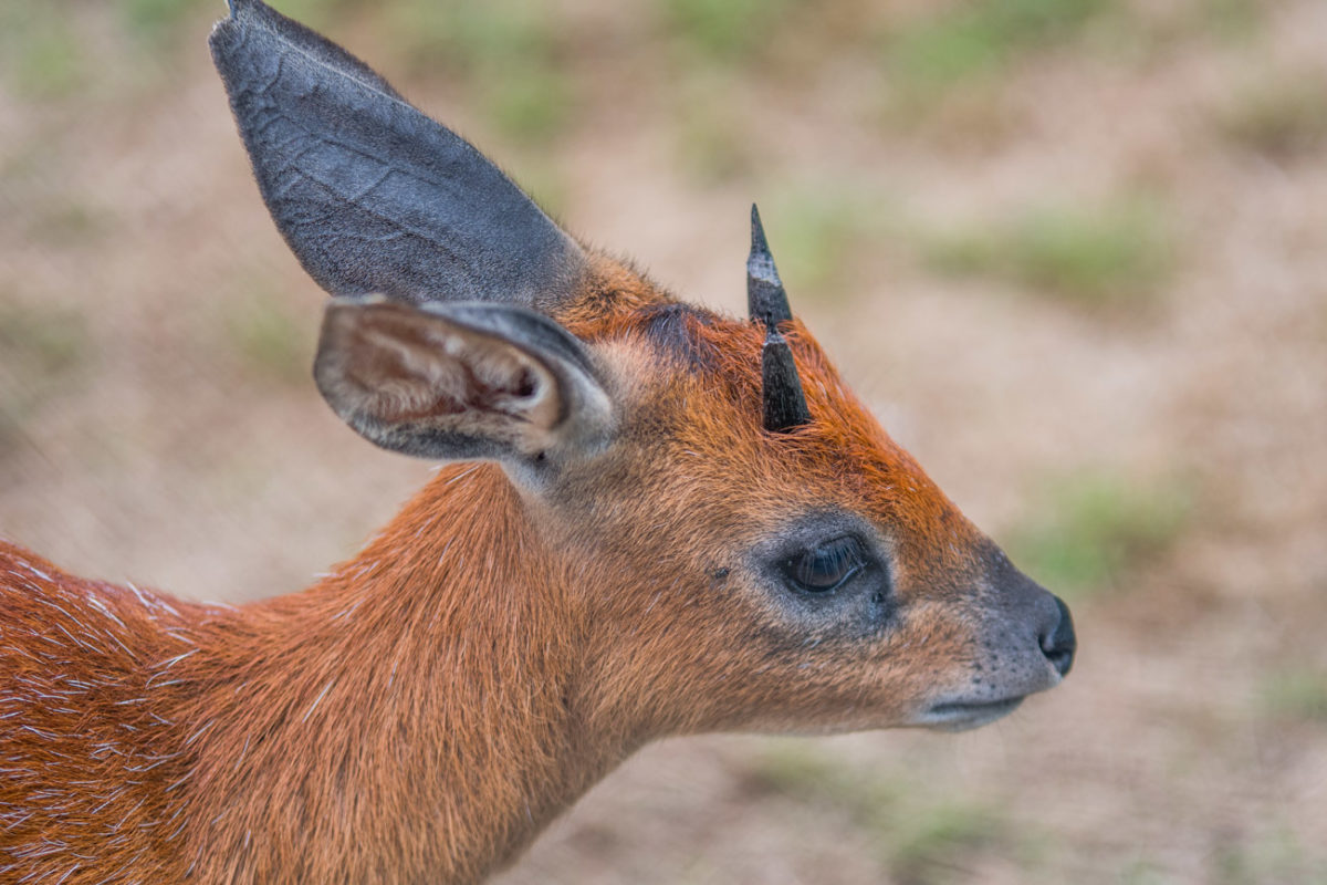 20styczeń_south africa_500_1380