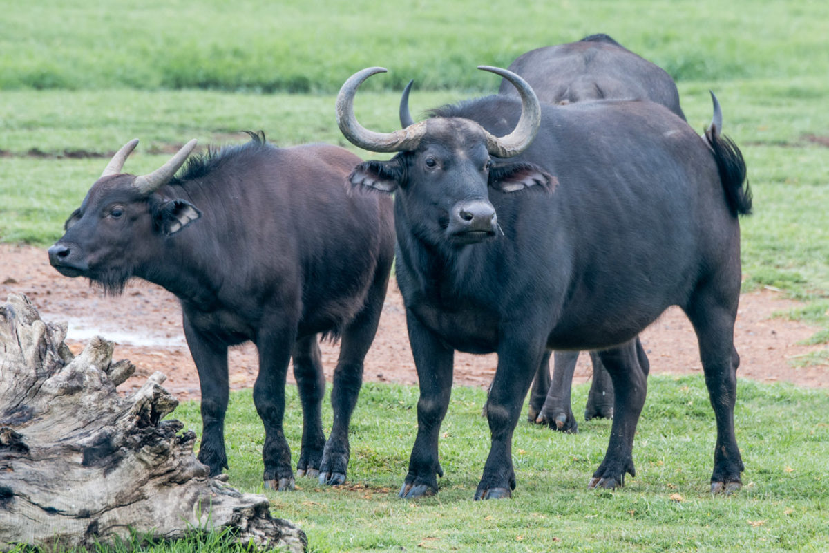 20styczeń_south africa_500_1436