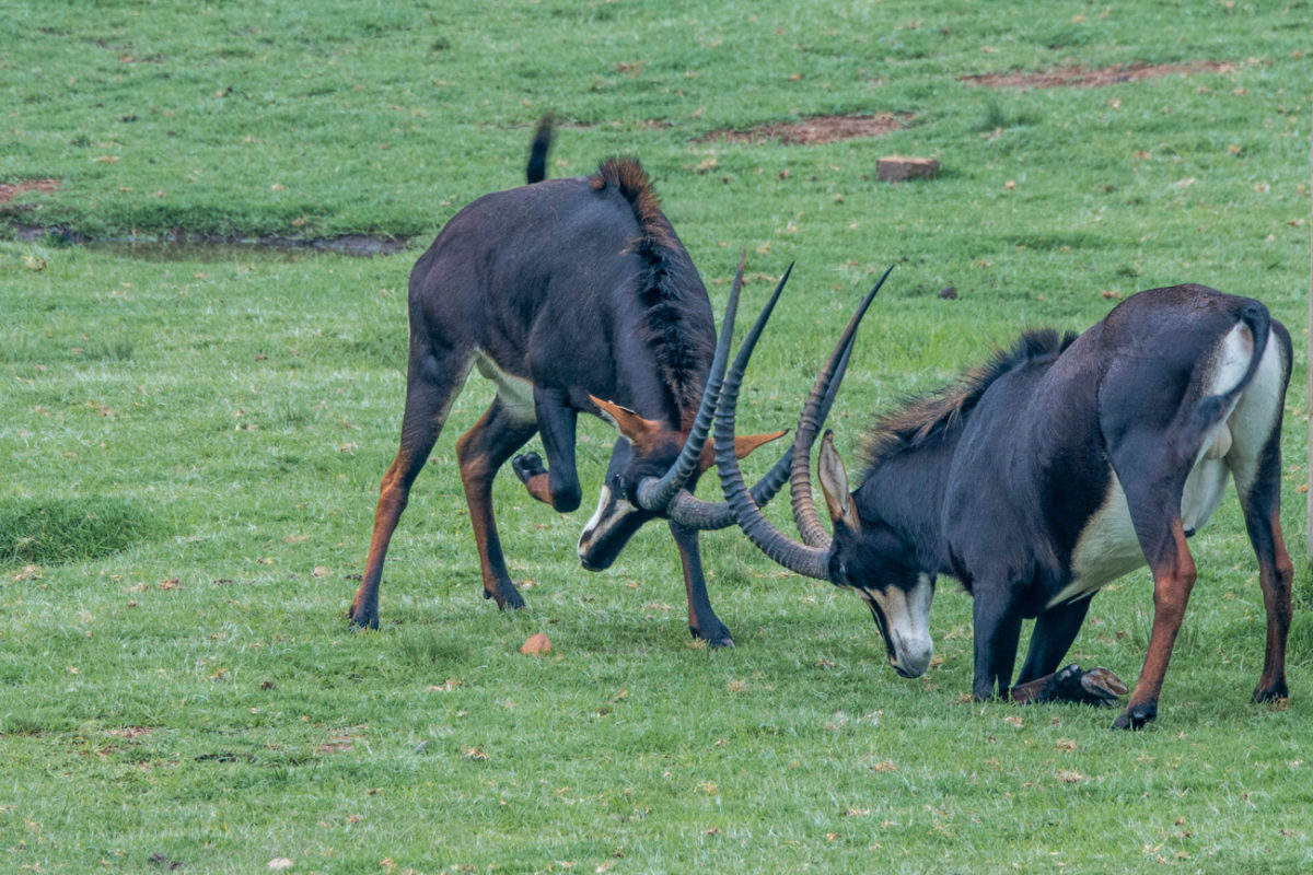 20styczeń_south africa_500_1457