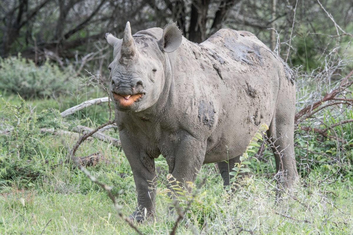 20styczeń_south africa_500_1505
