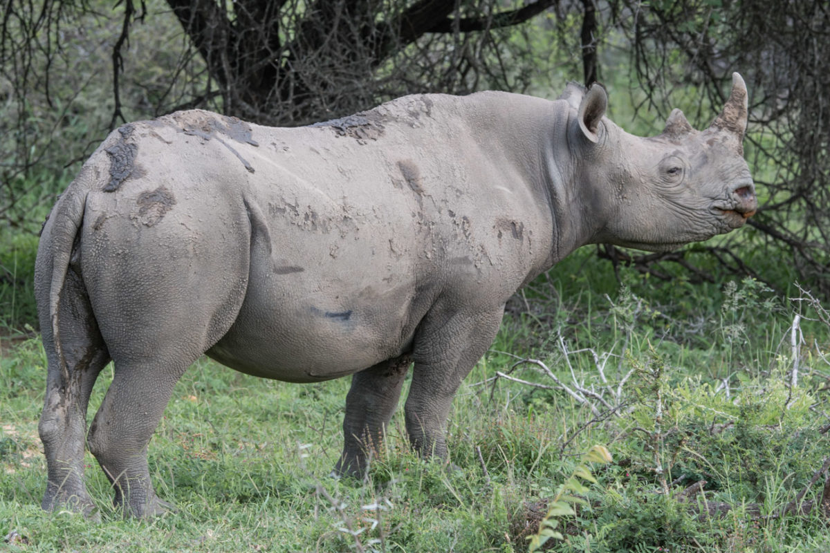 20styczeń_south africa_500_1506