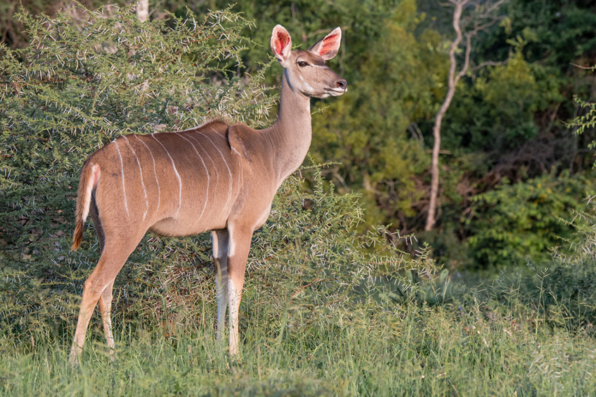 20styczeń_south africa_500_1548