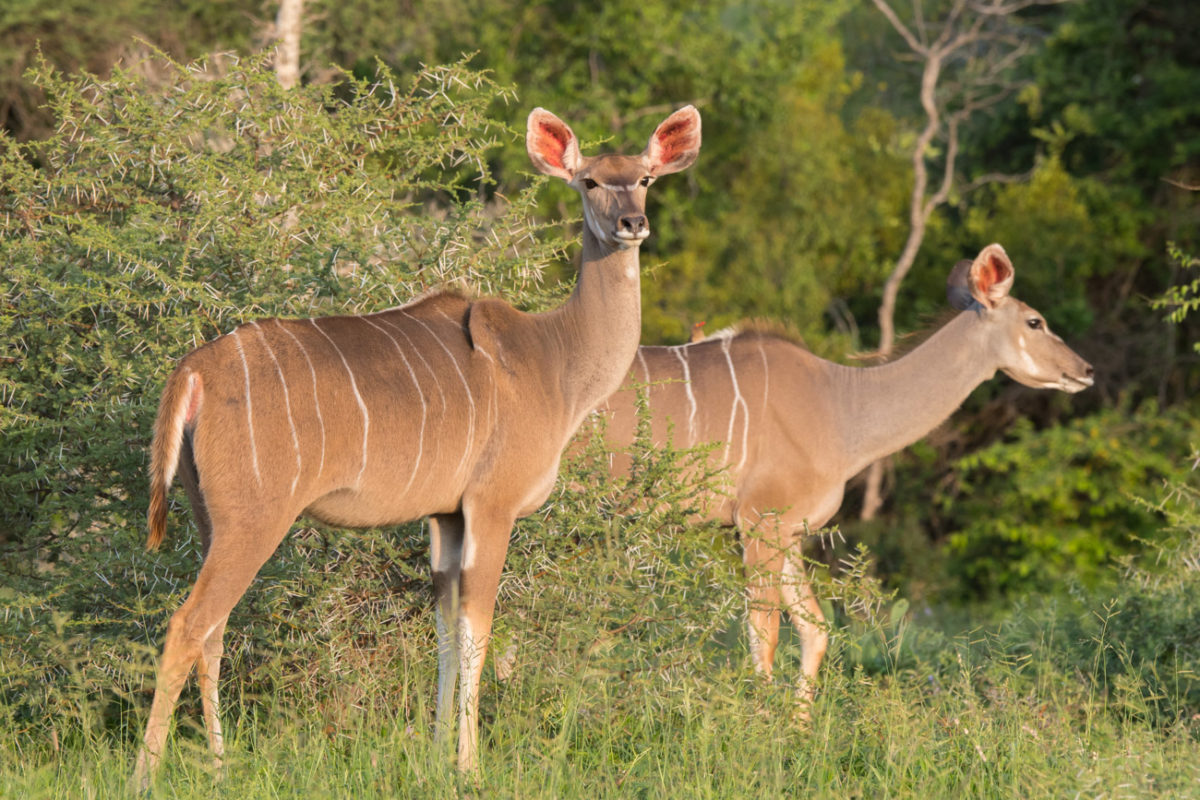 20styczeń_south africa_500_1551