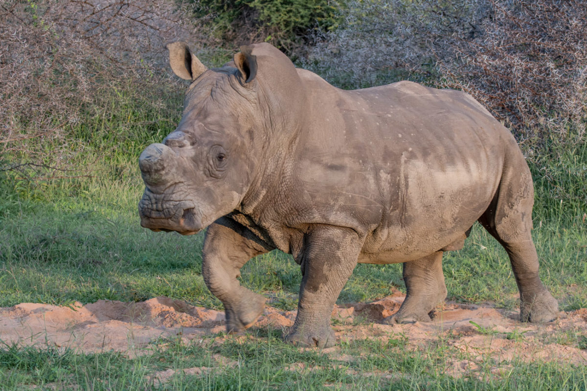 20styczeń_south africa_500_1583