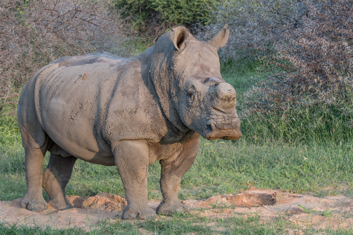20styczeń_south africa_500_1596