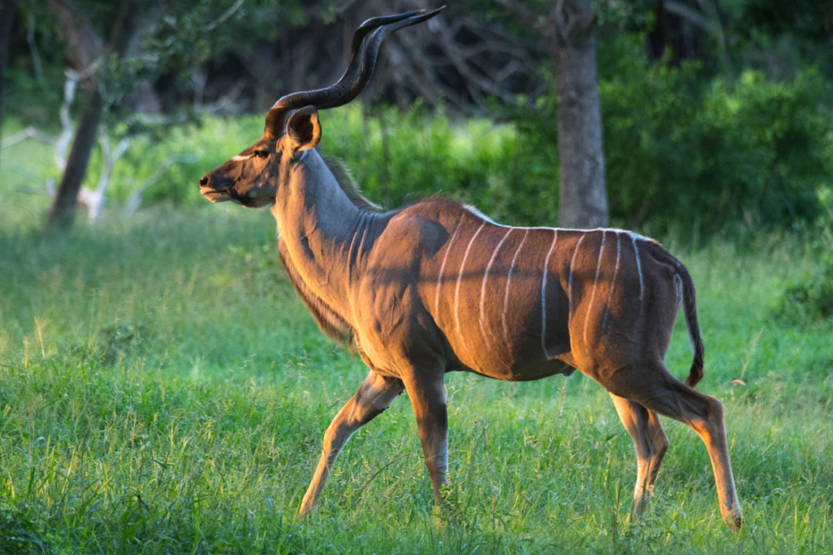 20styczeń_south africa_500_1655
