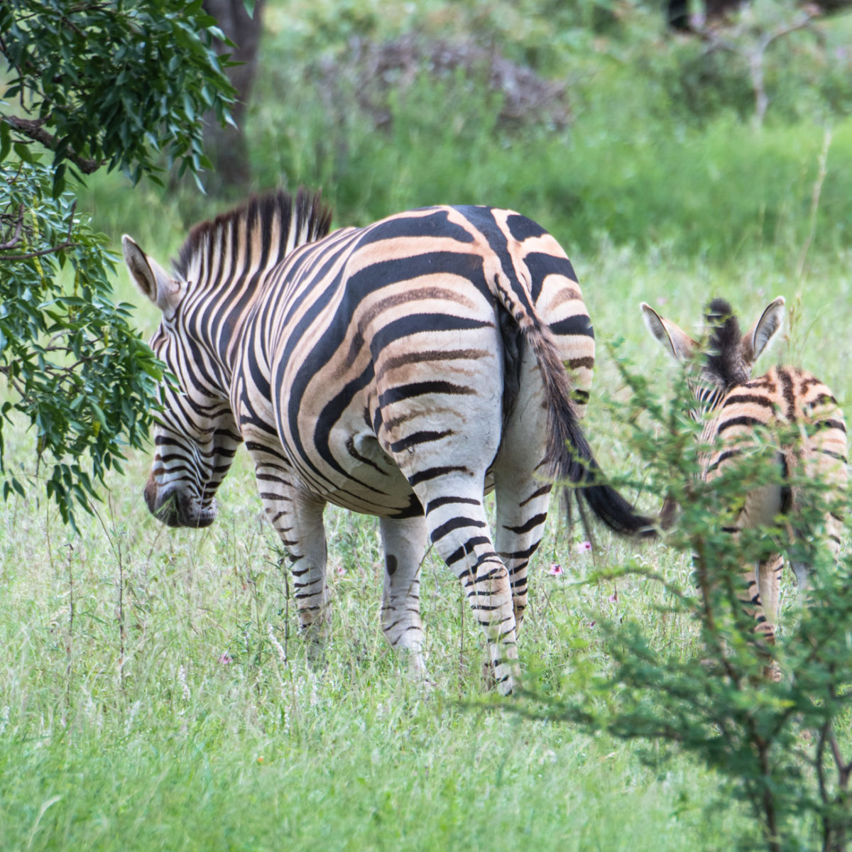 20styczeń_south africa_500_1722