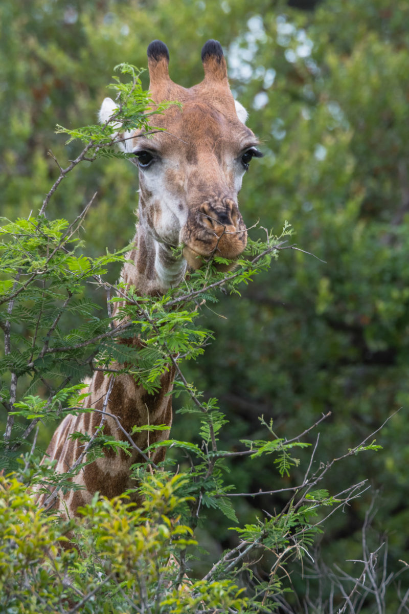20styczeń_south africa_500_1747