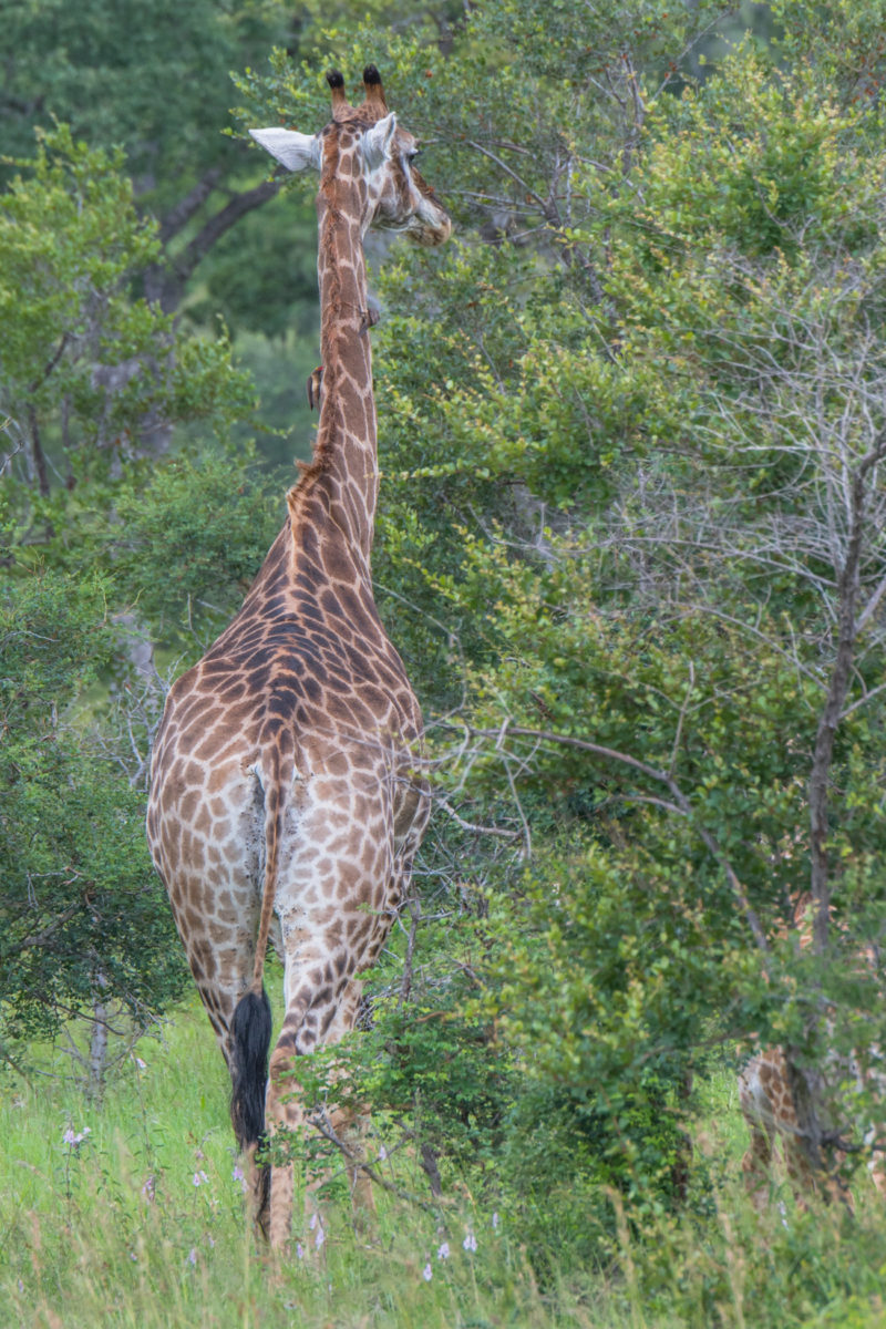 20styczeń_south africa_500_1764