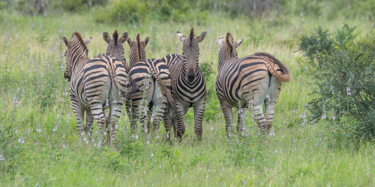 20styczeń_south africa_500_1786