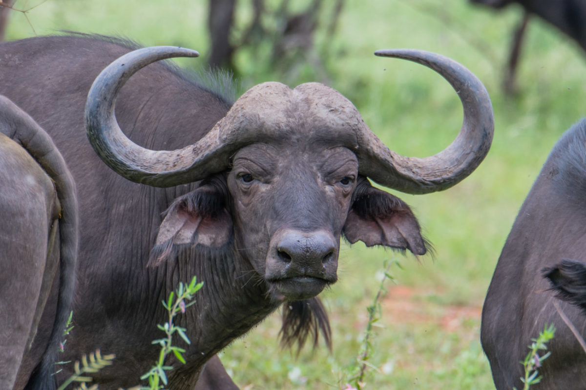 20styczeń_south africa_500_2039