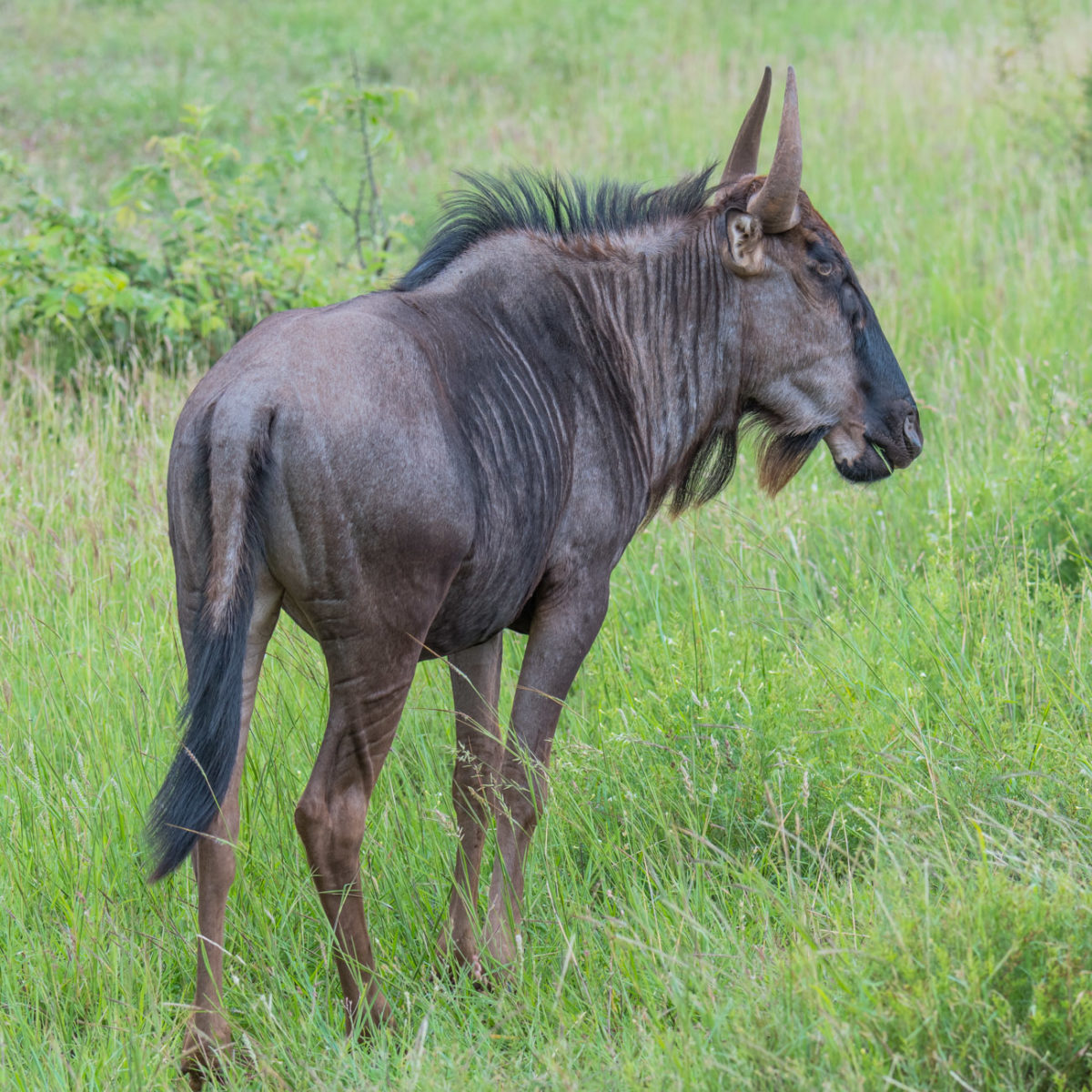20styczeń_south africa_500_2051