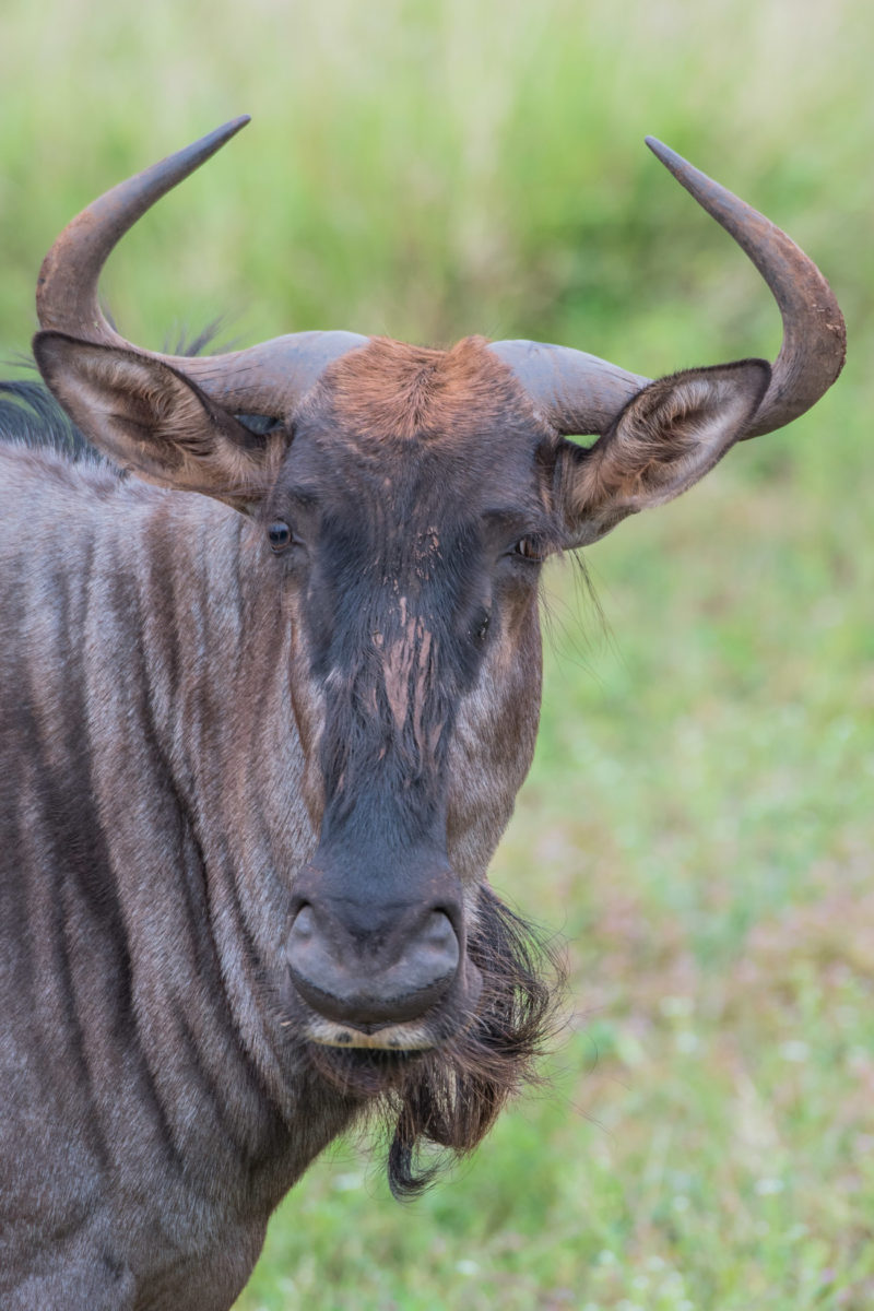 20styczeń_south africa_500_2063