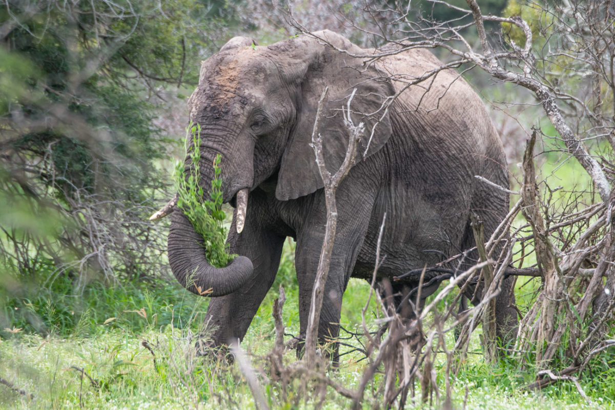 20styczeń_south africa_500_2120