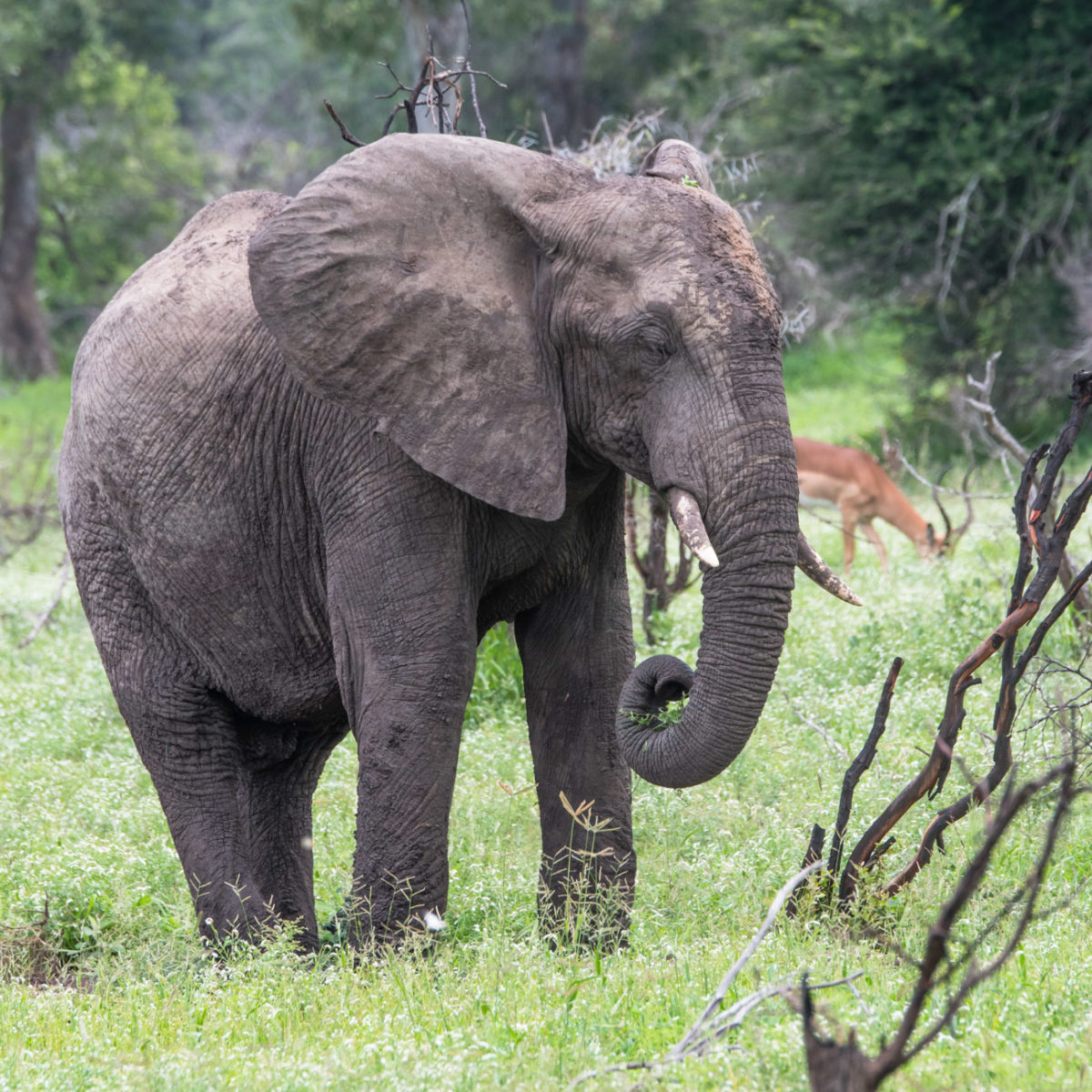 20styczeń_south africa_500_2143