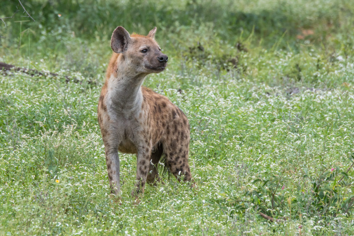 20styczeń_south africa_500_2186