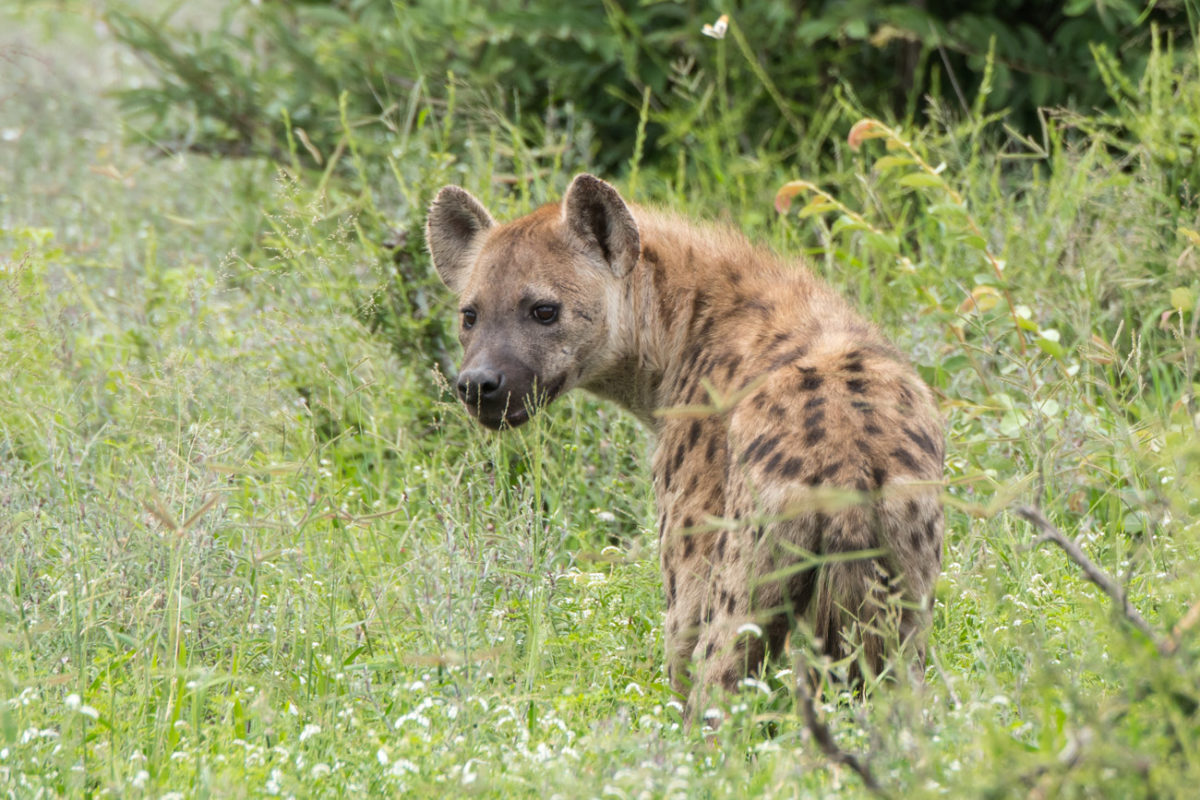 20styczeń_south africa_500_2224