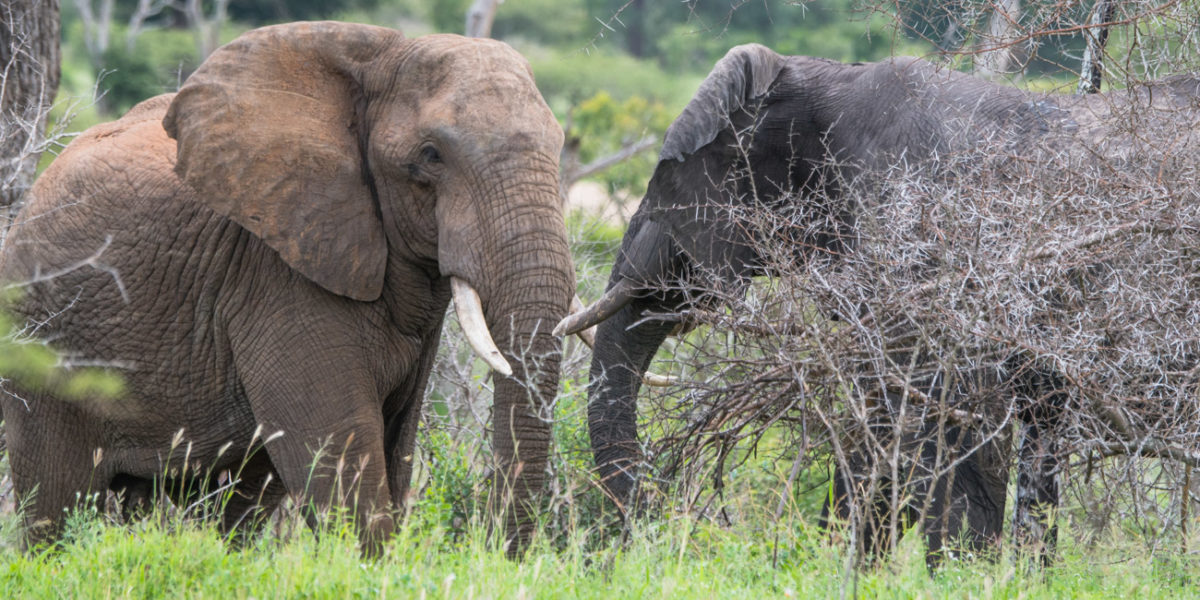 20styczeń_south africa_500_2242