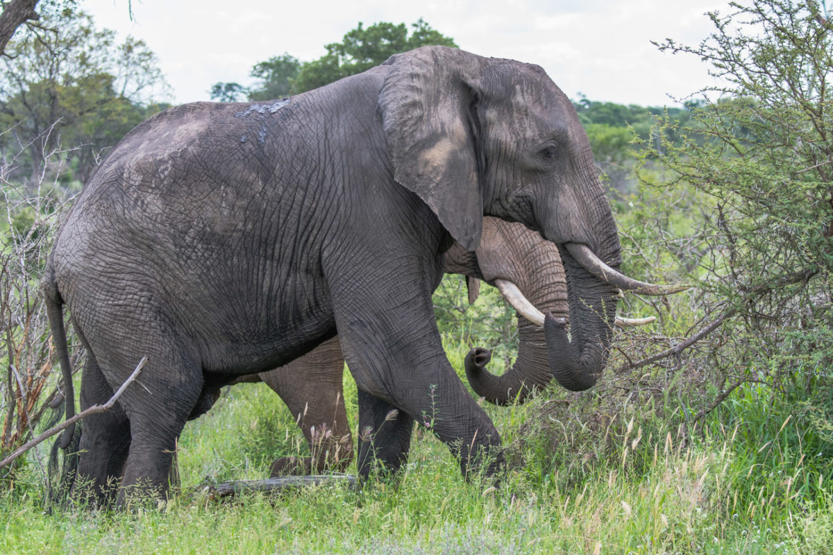 20styczeń_south africa_500_2243