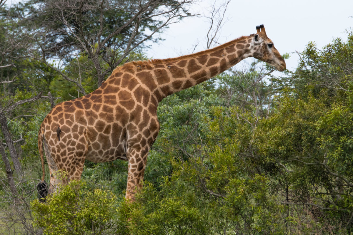 20styczeń_south africa_500_2269