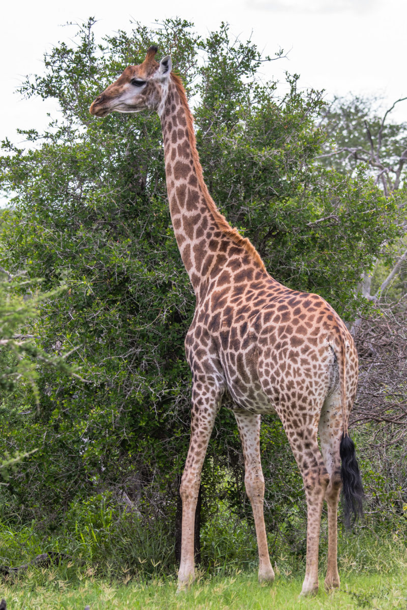 20styczeń_south africa_500_2274