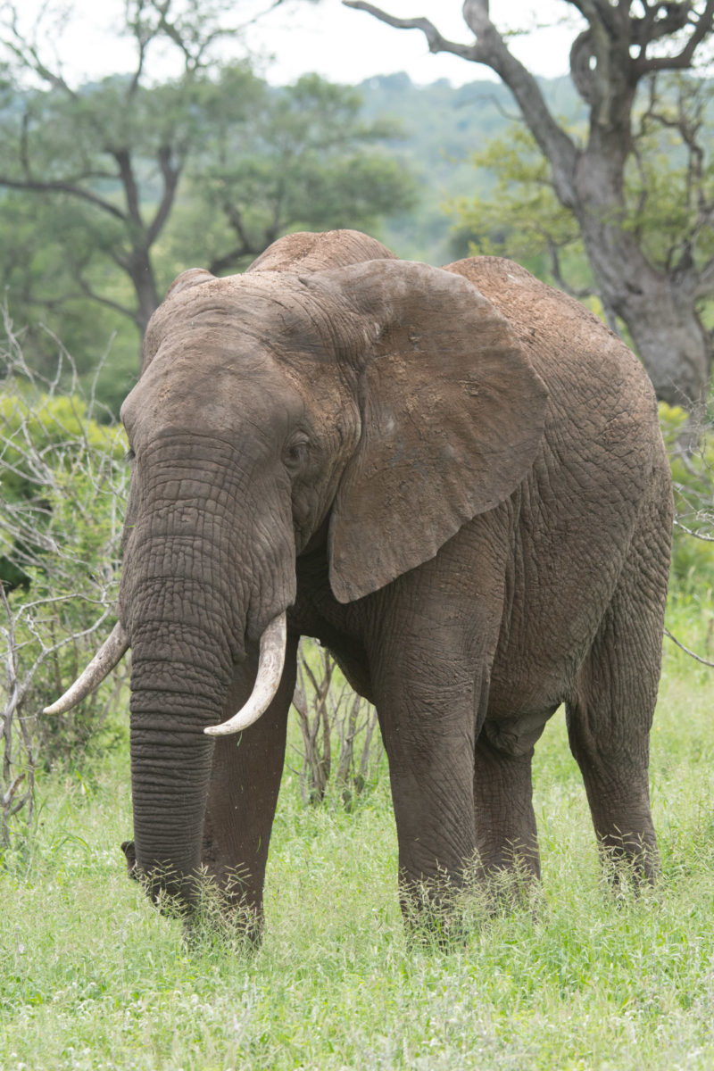 20styczeń_south africa_500_2303