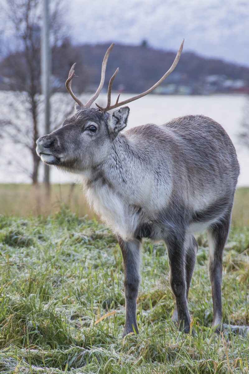 21październik_tromso_nikon_0047