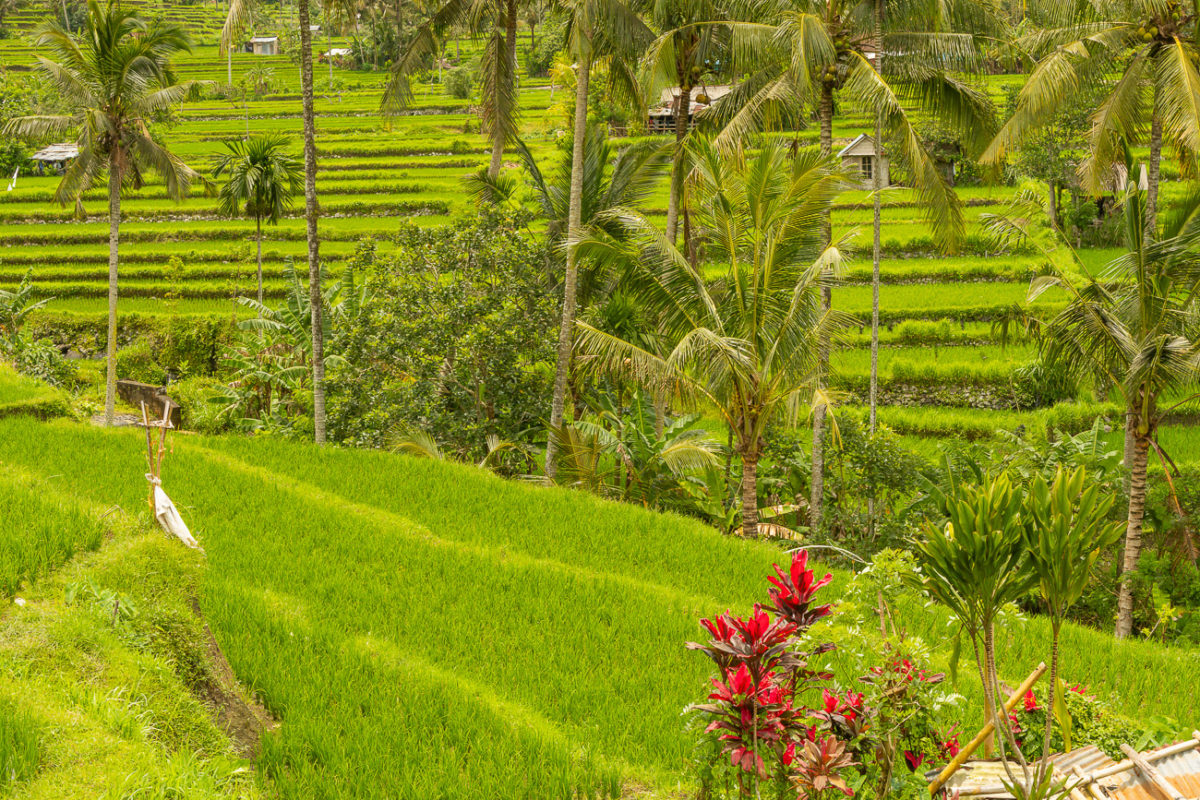 26marzec_sing_male_bali_canon_0734